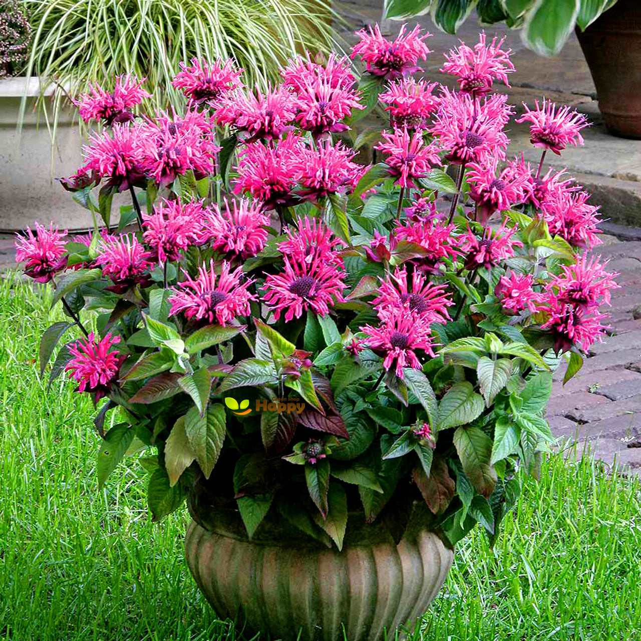 Herb Bee Balm - 30 Seeds (Monarda Didyma)