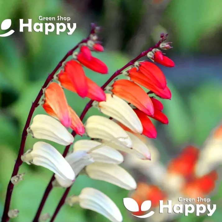 Firecracker Vine - 40 seeds (Mina Lobata)