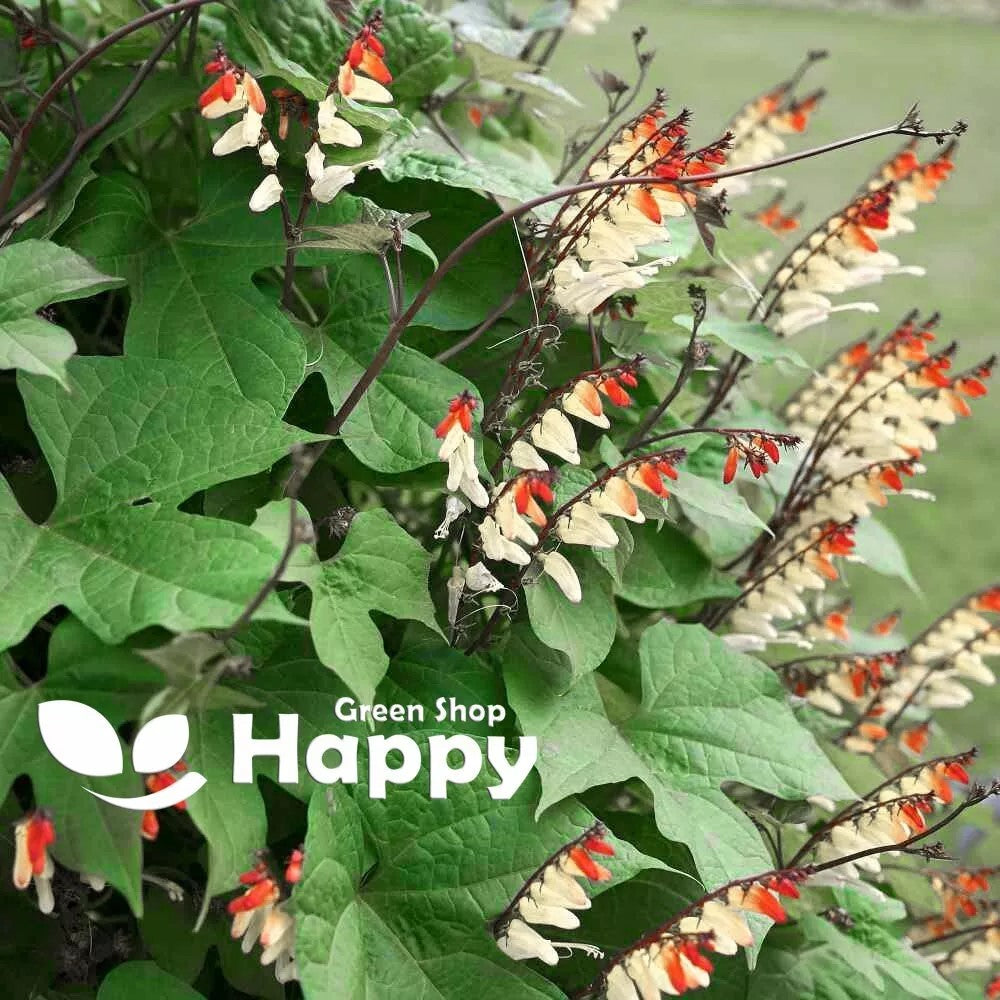 Firecracker Vine - 40 seeds (Mina Lobata)