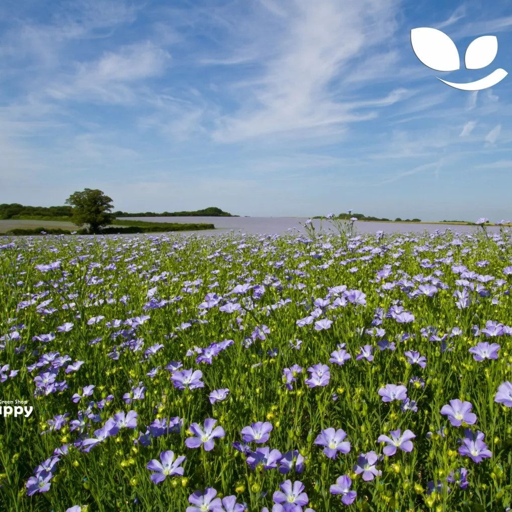Common Flax - 500 seeds (Linum usitatissimum)