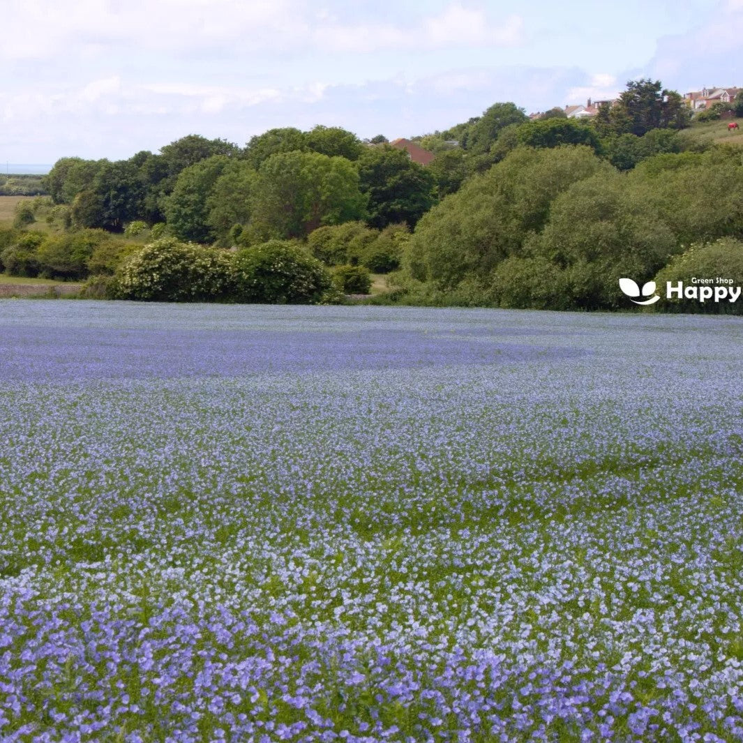 Common Flax - 500 seeds (Linum usitatissimum)