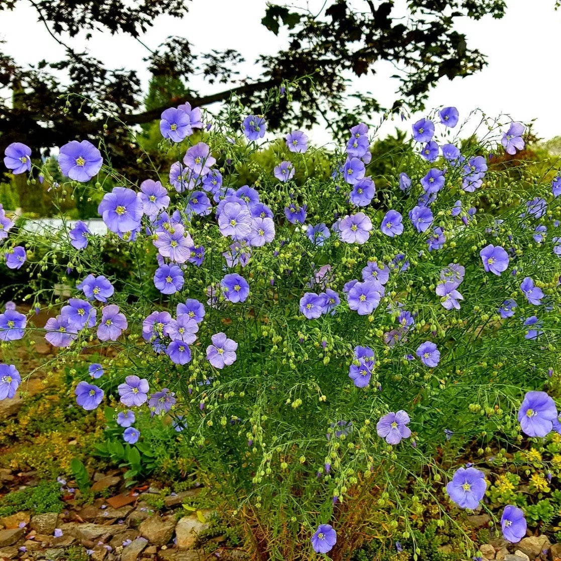 Common Flax - 500 seeds (Linum usitatissimum)
