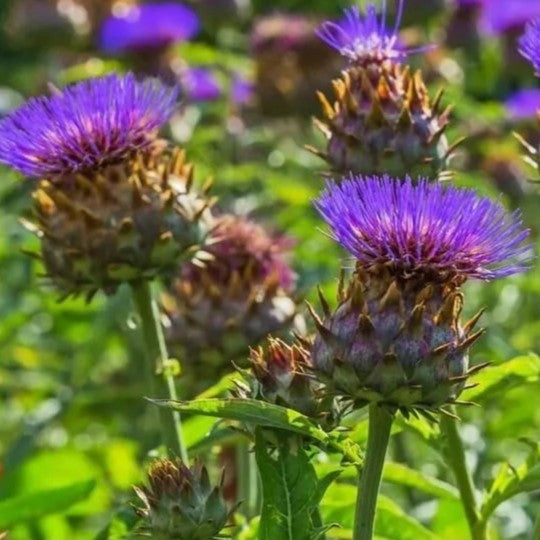 Cardoon - 30 seeds (Cynara cardunculus)