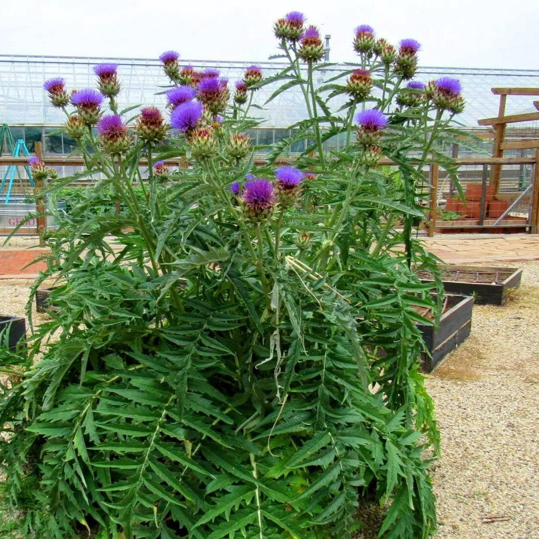 Cardoon - 30 seeds (Cynara cardunculus)
