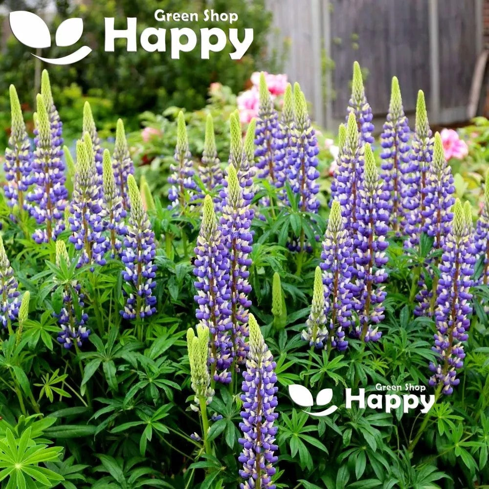 Russel Lupin the governor - 50 seeds (Lupinus polyphyllus)