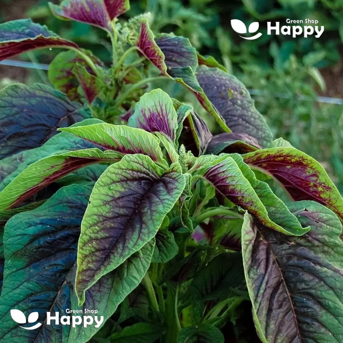 Chinese Spinach Red Calaloo - 500 seeds (Amaranthus Tricolor)