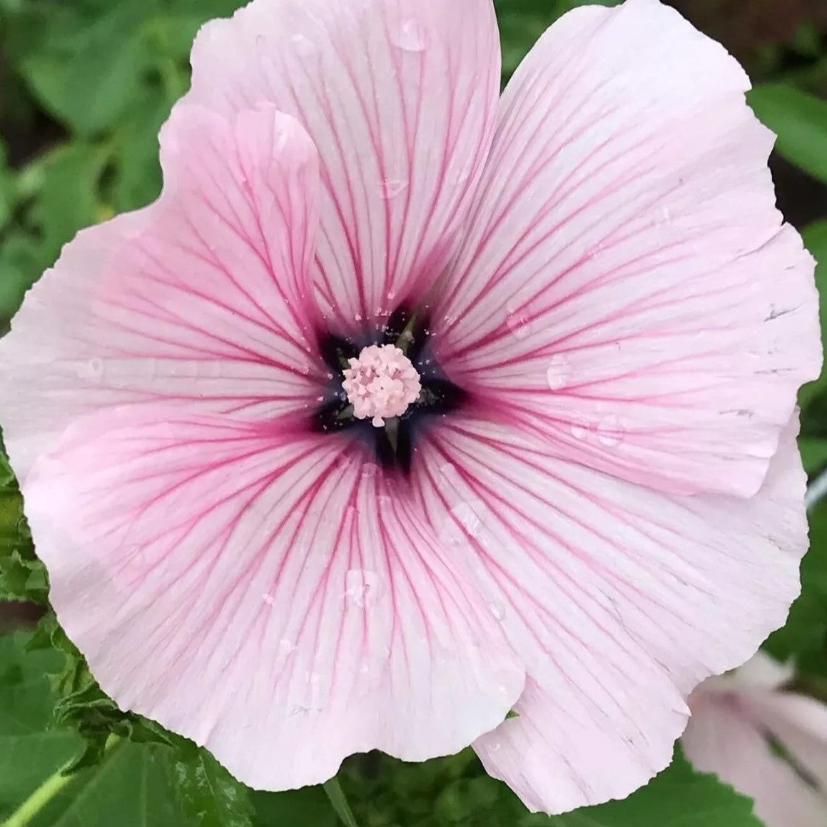 Soft Pink Mallow - 150 seeds (Lavatera trimestris)