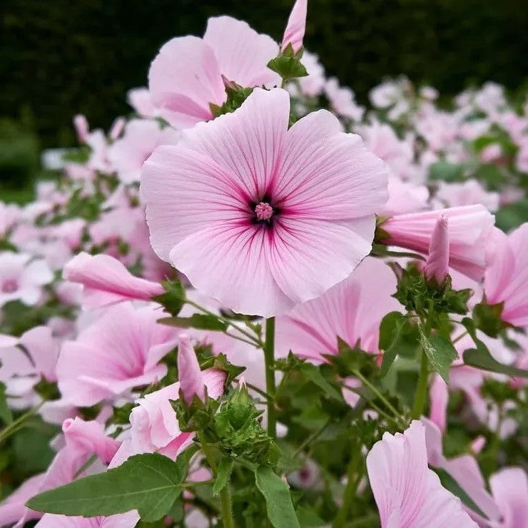 Soft Pink Mallow - 150 seeds (Lavatera trimestris)
