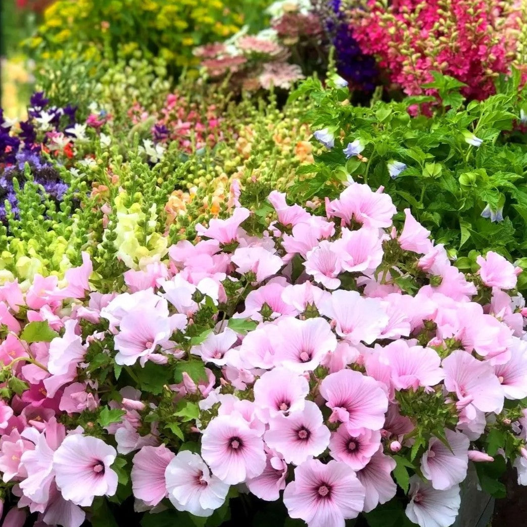 Soft Pink Mallow - 150 seeds (Lavatera trimestris)