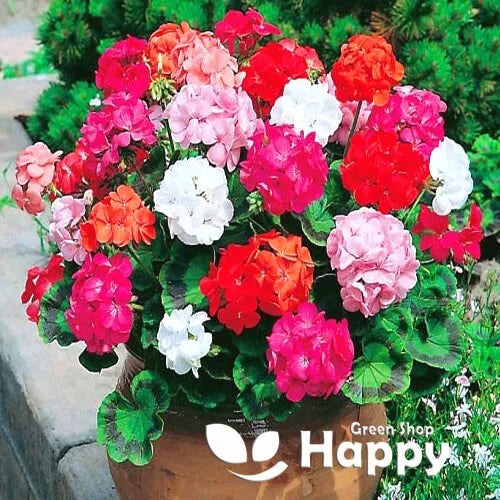 Geranium Colorama F2 mix - 10 seeds (Pelargonium hortorum)