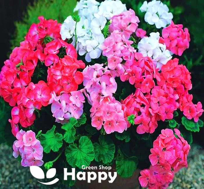 Geranium Colorama F2 mix - 10 seeds (Pelargonium hortorum)