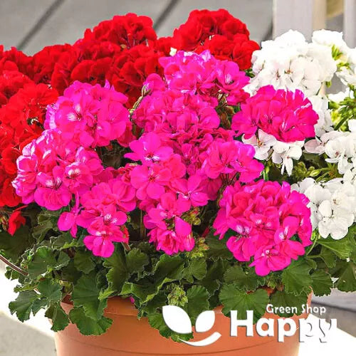 Geranium Colorama F2 mix - 10 seeds (Pelargonium hortorum)