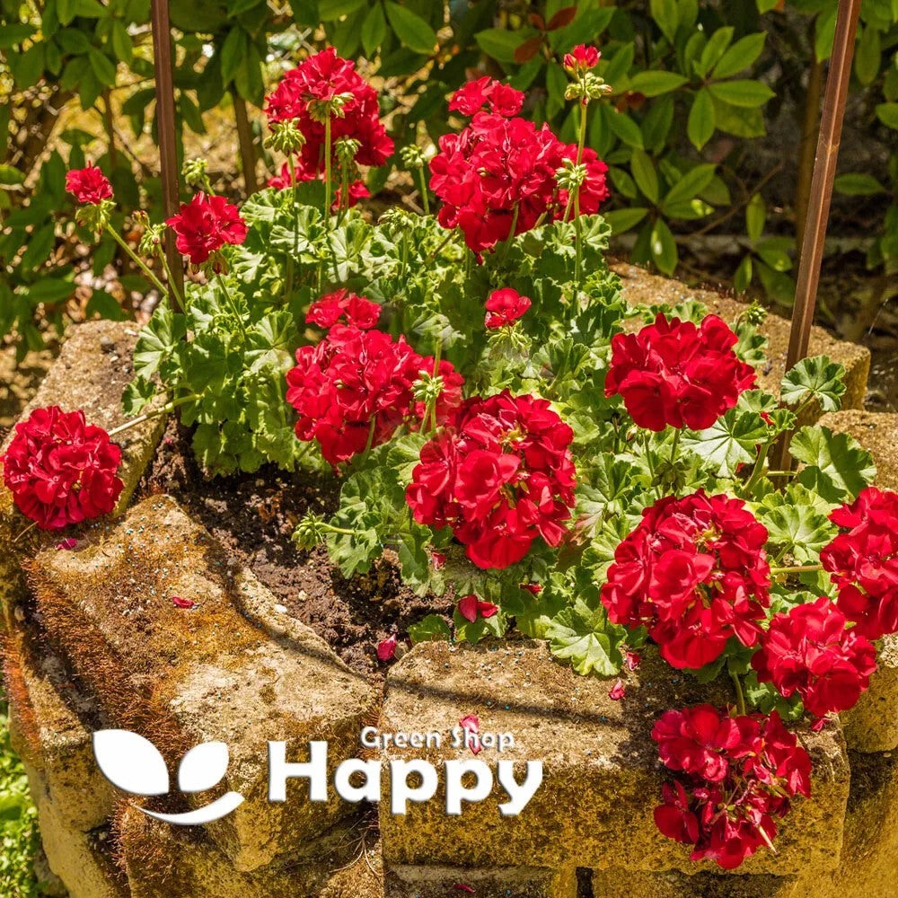 Geranium Colorama F2 Bicolour red - 10 seeds (Pelargonium zonale)