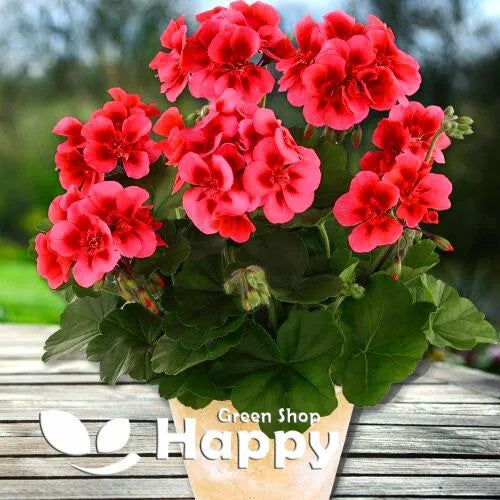 Geranium Colorama F2 Bicolour red - 10 seeds (Pelargonium zonale)