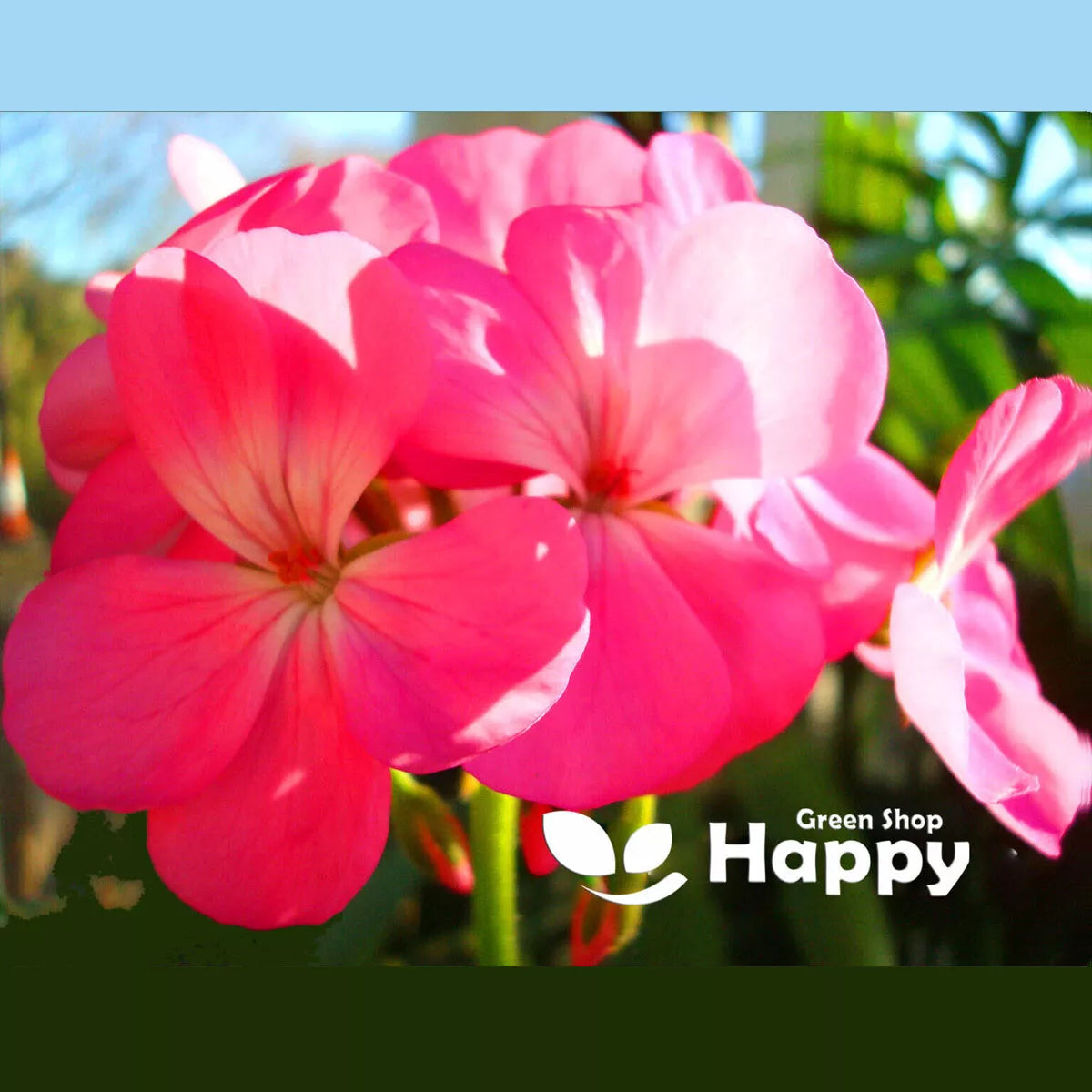 Geranium Pink F2 - 10 seeds (Pelargonium zonale F2)