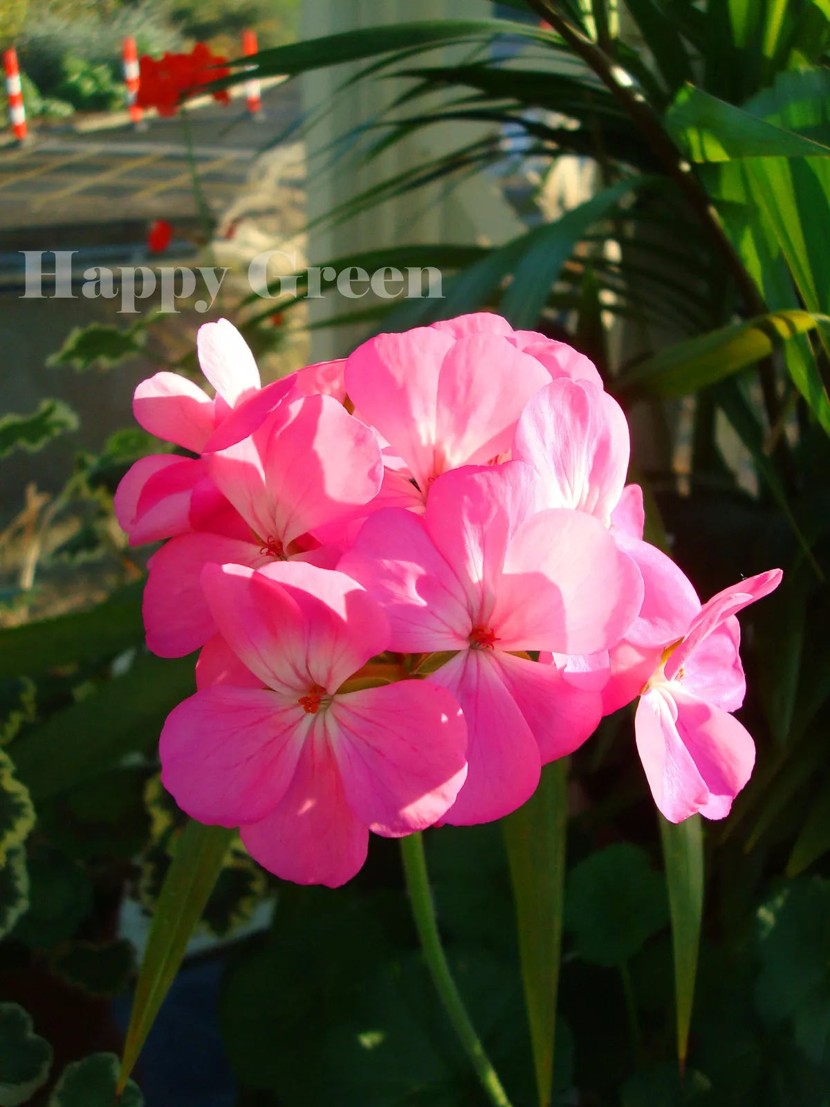 Geranium Pink F2 - 10 seeds (Pelargonium zonale F2)