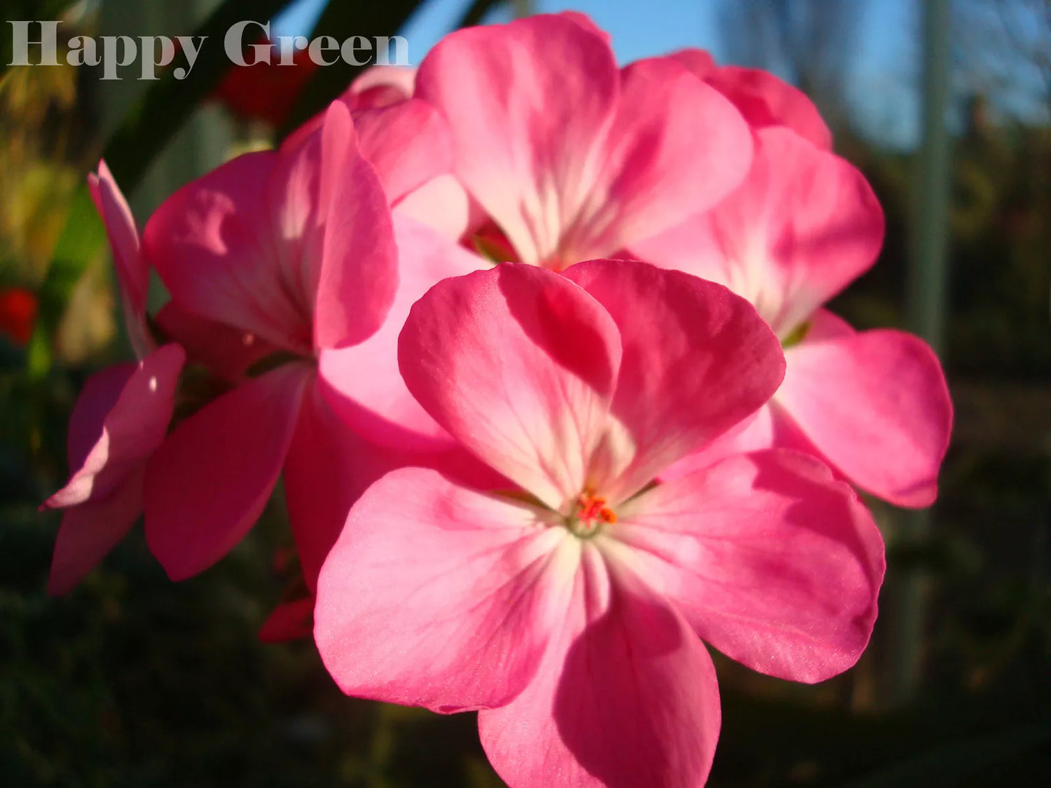 Geranium Pink F2 - 10 seeds (Pelargonium zonale F2)