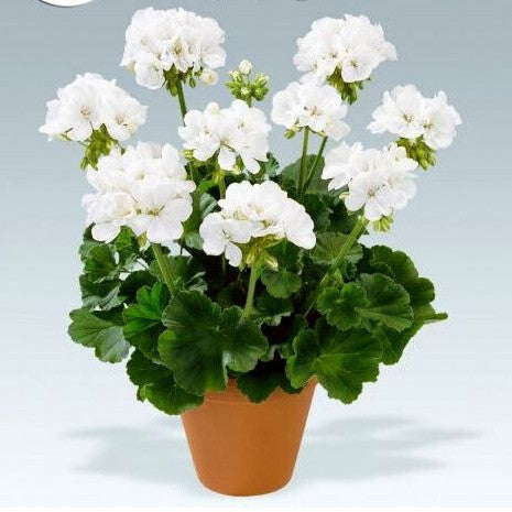 Geranium White F2 - 10 seeds (Pelargonium zonale F2)