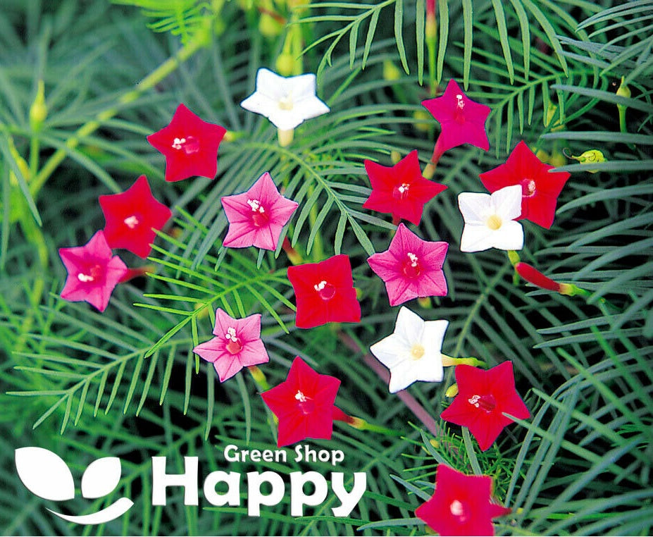 Morning Glory Cypress Vine red - 55 seeds (Ipomoea pennata Quamoclit)