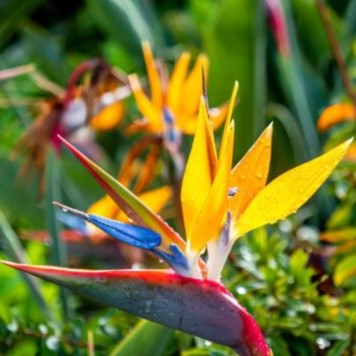Bird of Paradise - 5 seeds (Sterlitzia Reginae)