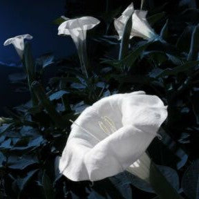 Moonflower - 10 seeds (Ipomoea noctiflora)