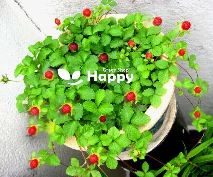 Moch Strawberry - 150 seeds (Fragaria Duchesnea)