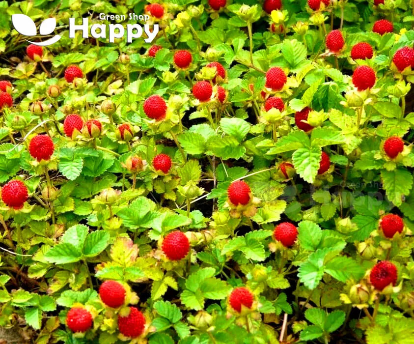 Moch Strawberry - 150 seeds (Fragaria Duchesnea)