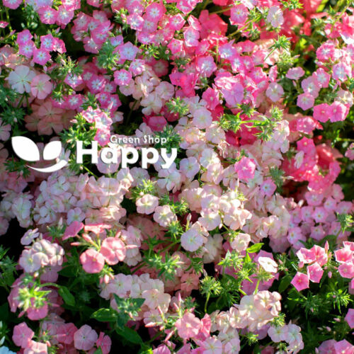Phlox of Sheep - 300 seeds (Phlox drummondii nana compacta)