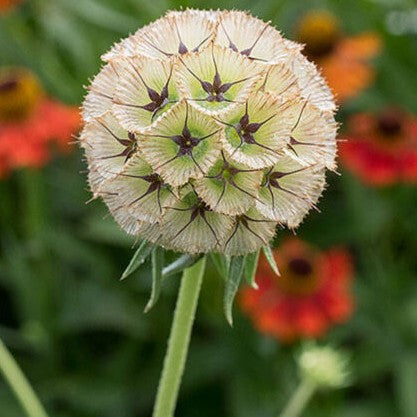 Starflower Pincushions `Drumsticks` - 15 seeds (Scabiosa stellata)