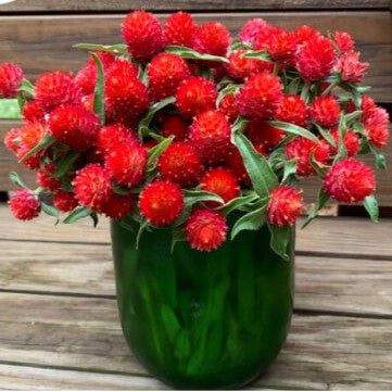 Globe Amaranth 'Strawberry Fields' red - 120 seeds (Gomphrena haageana)