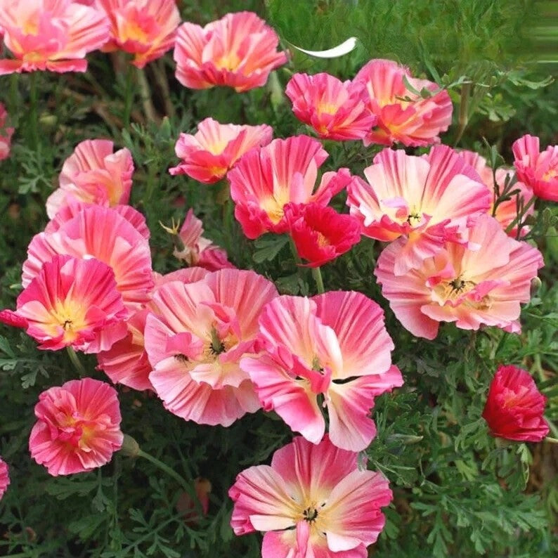 California Poppy Frilly Fun Appleblossom - 200 seeds (Eschscholzia californica)