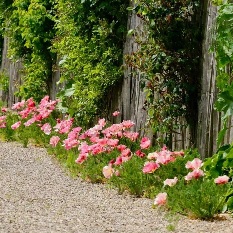 California Poppy Frilly Fun Appleblossom - 200 seeds (Eschscholzia californica)