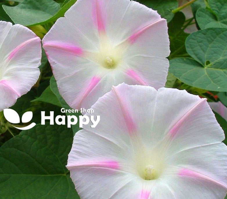 Morning Glory `Shiva rose star` white - 20 seeds (Ipomoea purpurea)