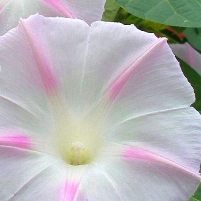 Morning Glory `Shiva rose star` white - 20 seeds (Ipomoea purpurea)