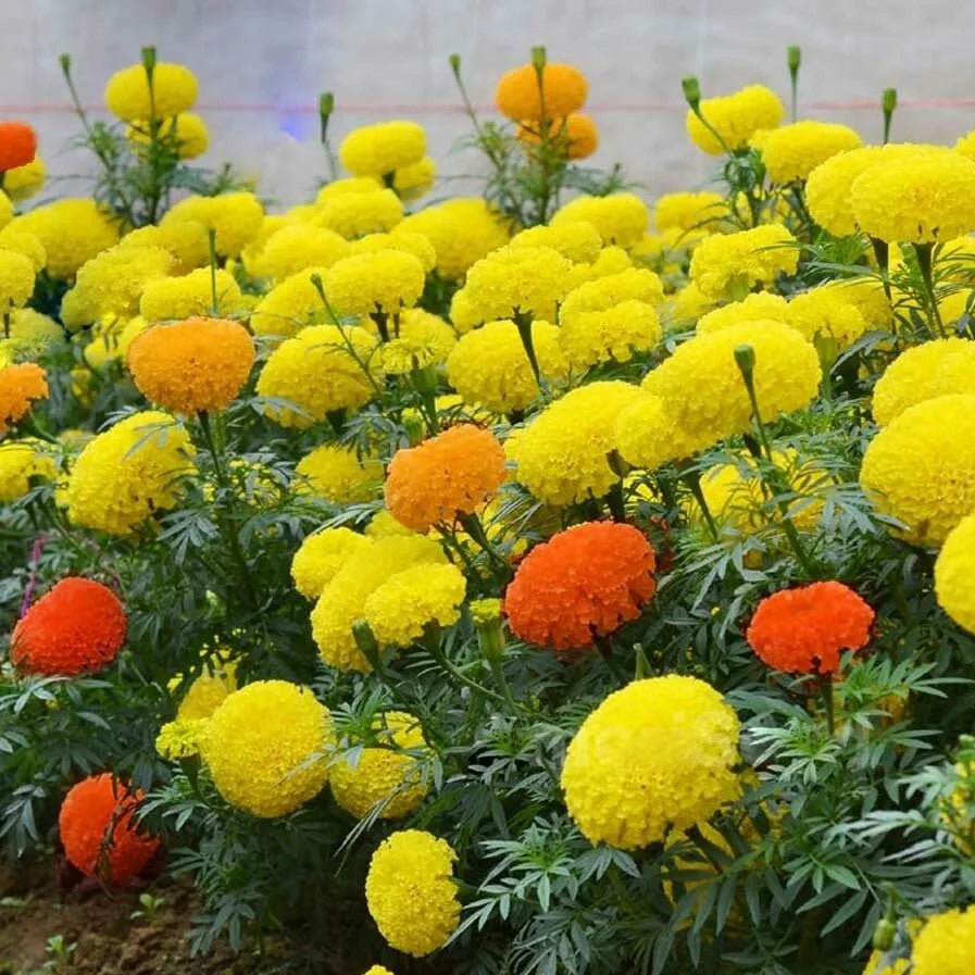 African Marigold `Dwarf F1 Indiana` mix - 10 seeds (Tagetes erecta)