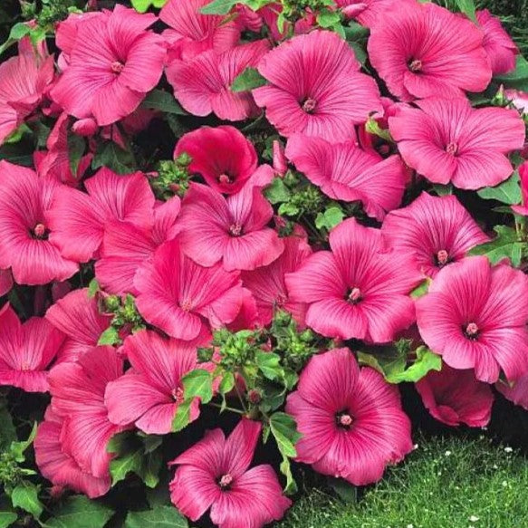 Rose Mallow Ruby Regis - 150 seeds (Lavatera trimestris)
