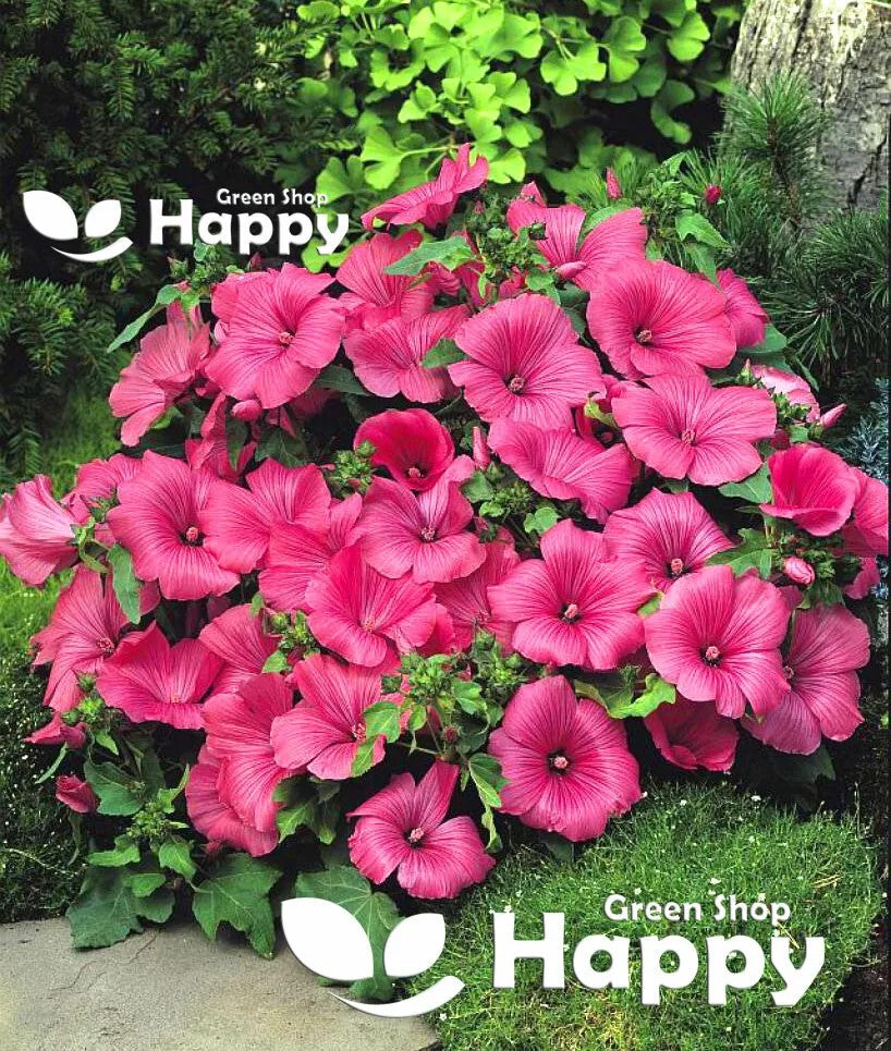 Rose Mallow Ruby Regis - 150 seeds (Lavatera trimestris)