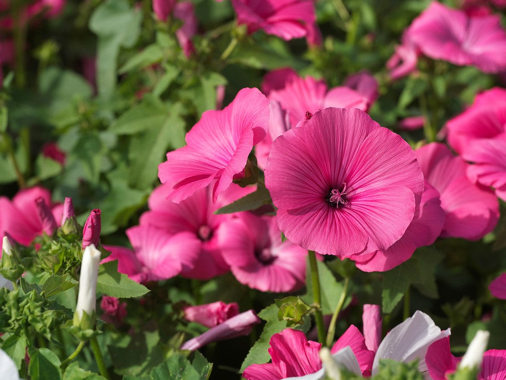 Rose Mallow Ruby Regis - 150 seeds (Lavatera trimestris)