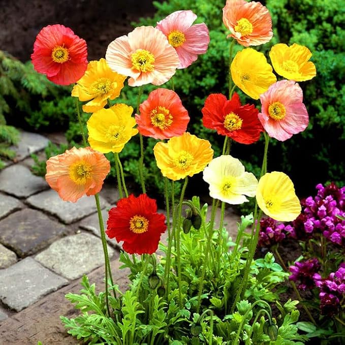Iceland poppy mix - 6000 seeds (Papaver nudicaule)