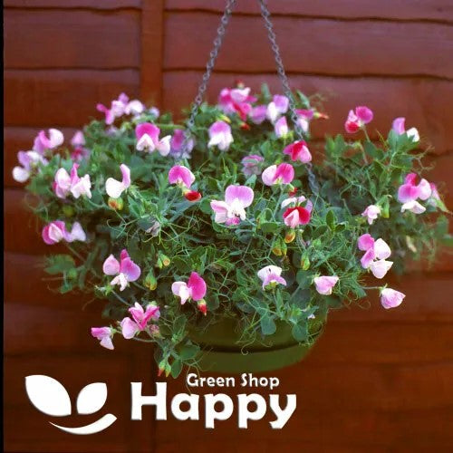 Dwarf Sweet Pea `Pink Cupid` - 20 seeds (Lathyrus odoratus)
