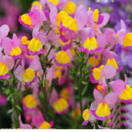 Toadflax Baby Snapdragon Mix - 15 000 seeds (Linaria Maroccana)
