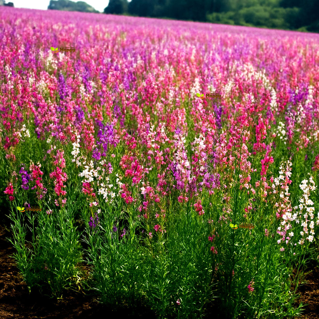 Toadflax Baby Snapdragon Mix - 15 000 seeds (Linaria Maroccana)