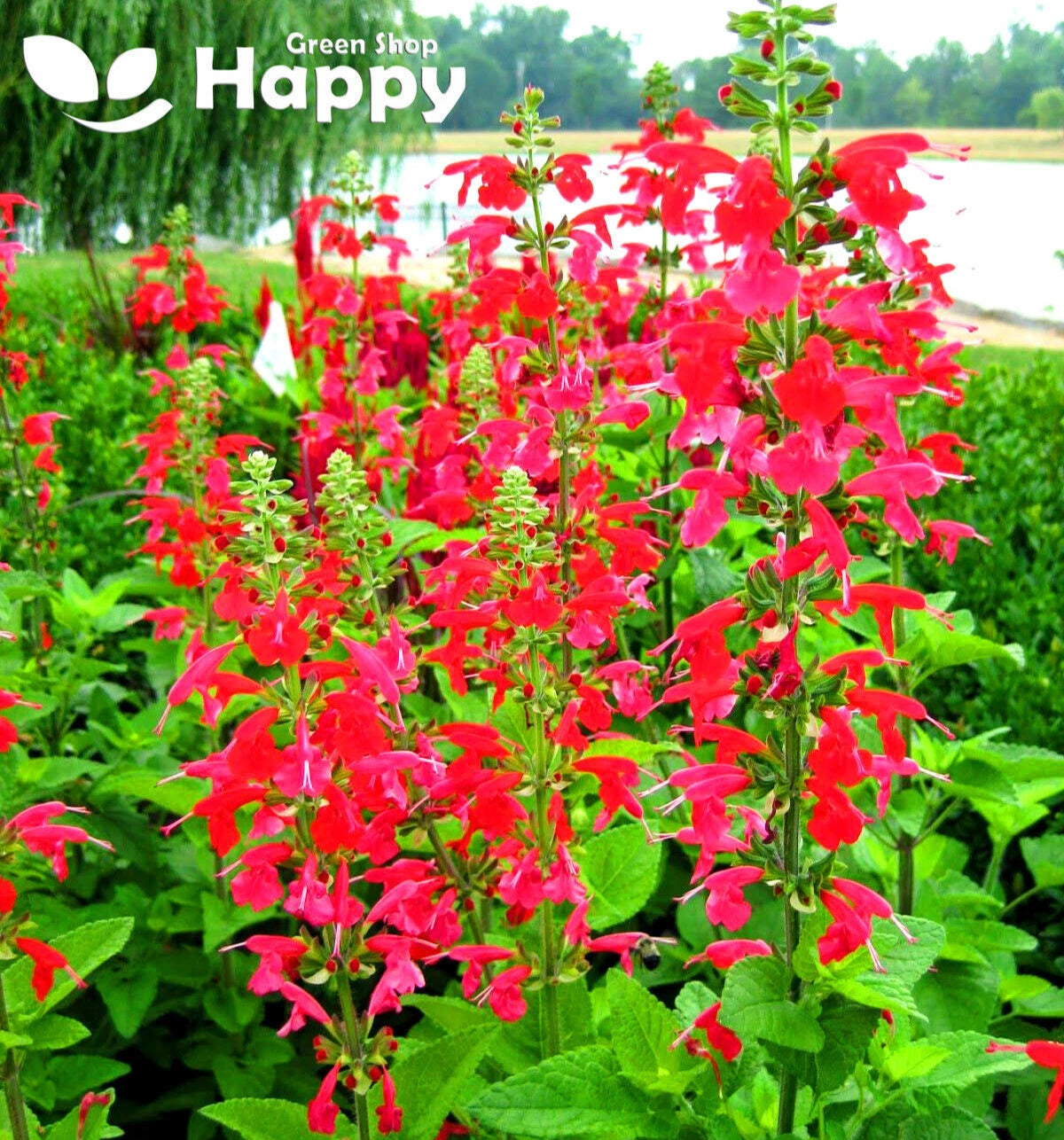 Texas Scarlet Sage - 300 seeds (Salvia coccinea)