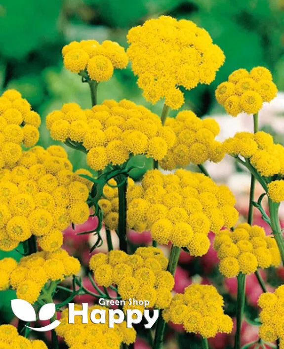 Ageratum Yellow - 850 seeds (Lonas indora)