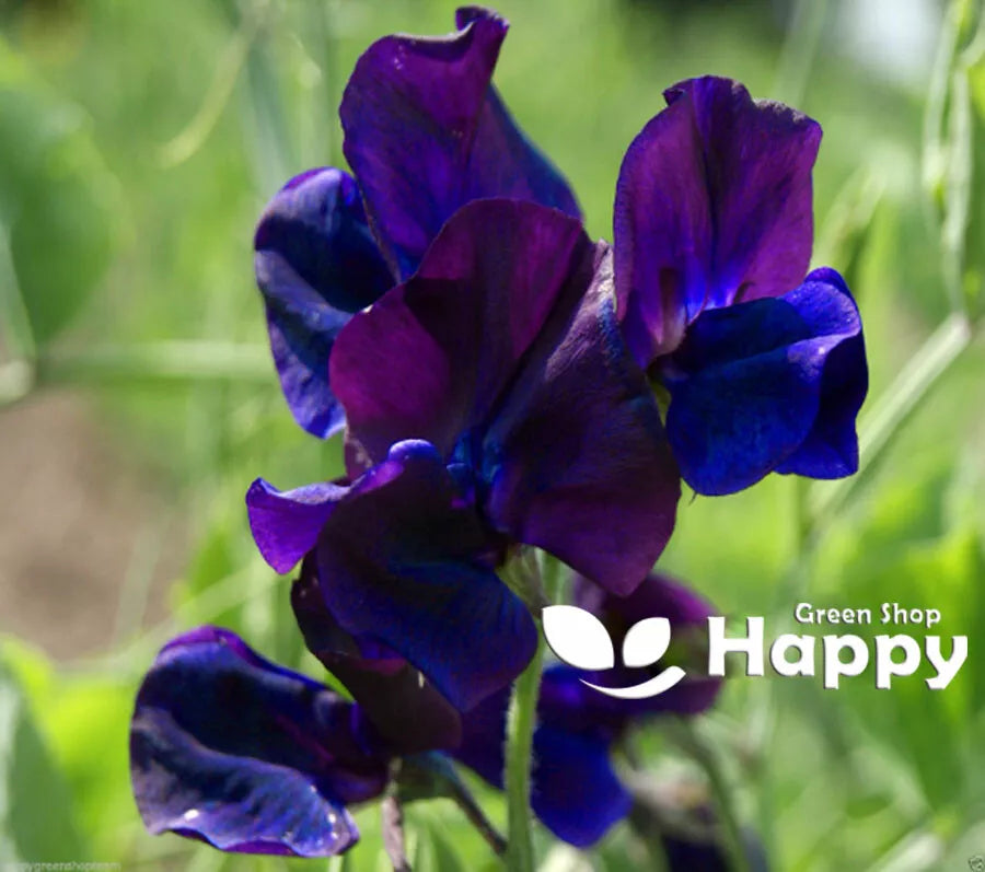 Sweet Pea - Navy Blue - 25 Seeds (Lathyrus odoratus)