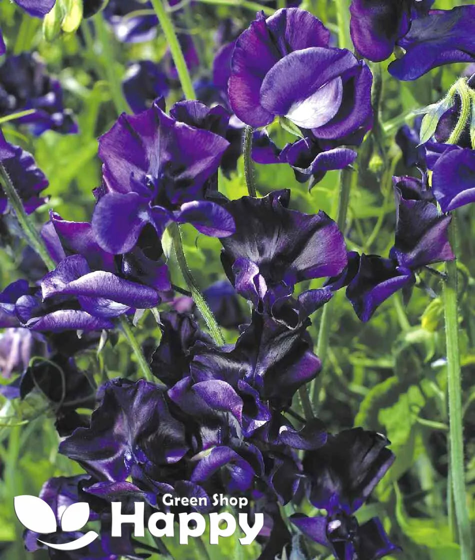 Sweet Pea - Navy Blue - 25 Seeds (Lathyrus odoratus)