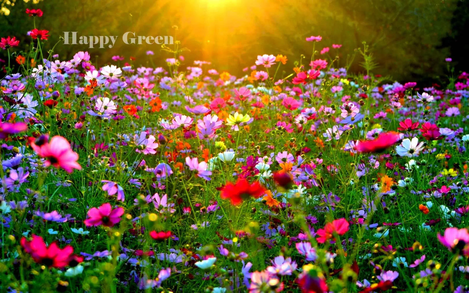 Meadow Flower mixed - seeds 1g