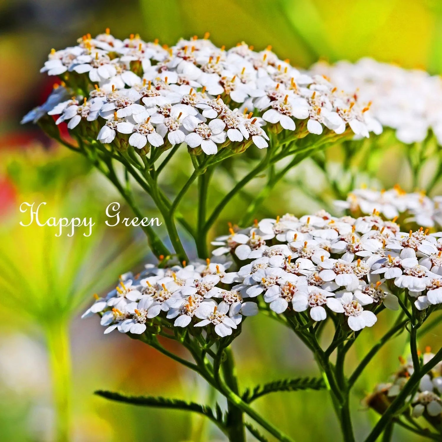 Yarrow 'Summer White' - 3000 seeds (Achillea millefolium)