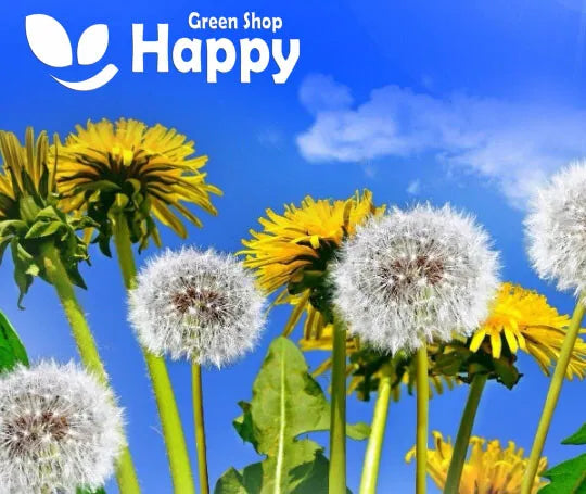 Dandelion - 2000 seeds (Taraxacum officinale)