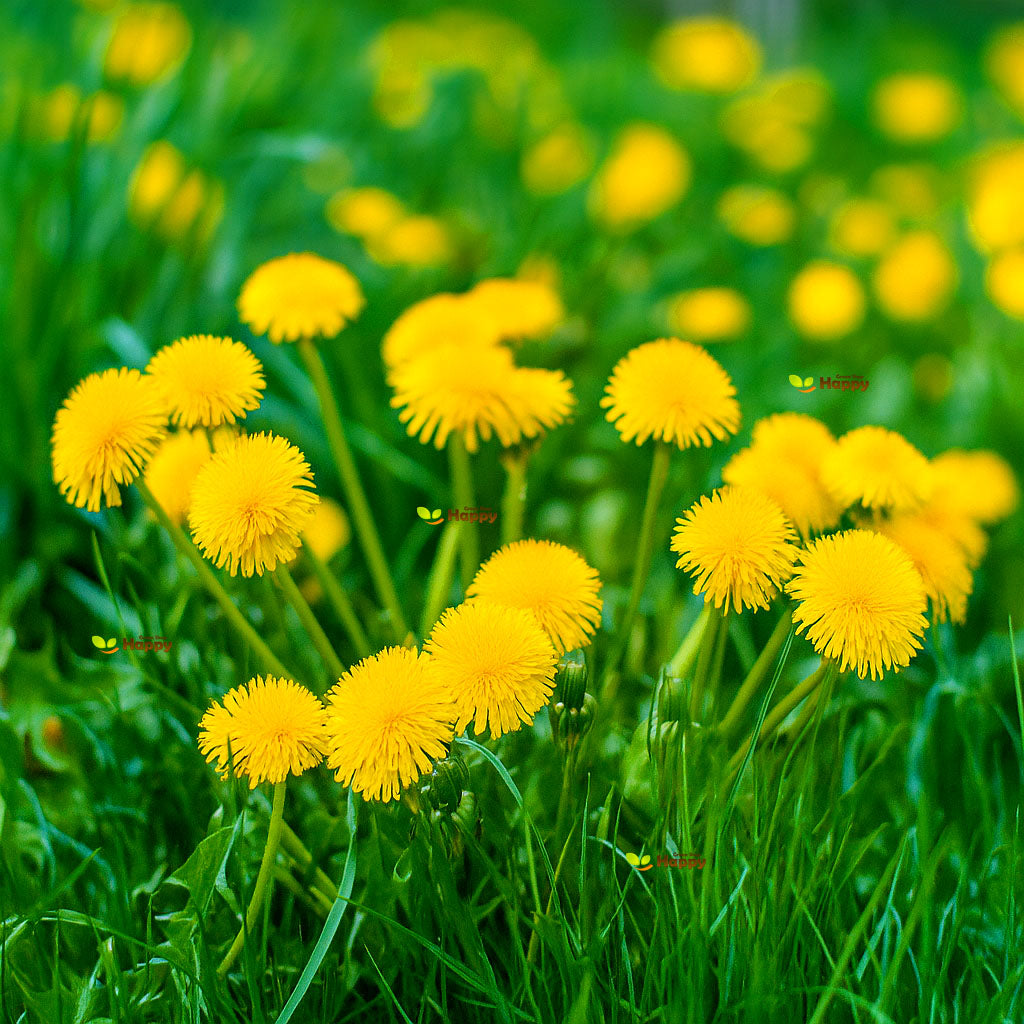 Dandelion - 2000 seeds (Taraxacum officinale)